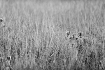 Grayscale artistic photo of a lion cub in the high grass of Masai Mara