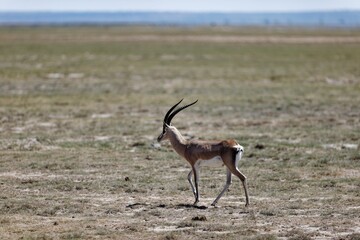 Grant's gazelle in the Amboselli National Park, Kenya
