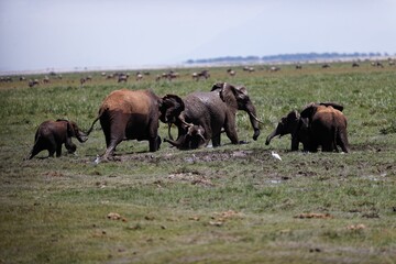 Herd of elephants walking and eating in the marsh of Amboseli National Park, Kenya