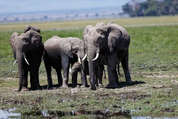 Naklejka na ściany i meble Family of African bush elephants in the green field at the puddle