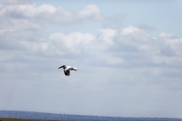Fototapeta na wymiar Pelican flying in the bright sky