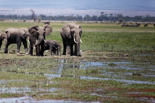 Herd of elephants walking and eating in the marsh of Amboseli National Park, Kenya
