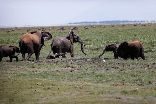 Herd of elephants walking and eating in the marsh of Amboseli National Park, Kenya