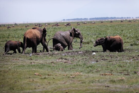 Herd of elephants walking and eating in the marsh of Amboseli National Park, Kenya