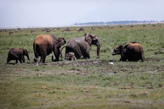 Herd of elephants walking and eating in the marsh of Amboseli National Park, Kenya