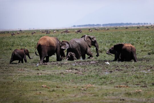 Herd of elephants walking and eating in the marsh of Amboseli National Park, Kenya