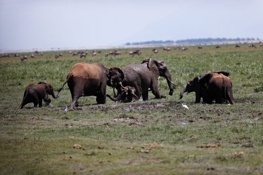 Herd of elephants walking and eating in the marsh of Amboseli National Park, Kenya