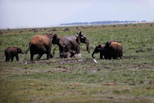 Herd of elephants walking and eating in the marsh of Amboseli National Park, Kenya
