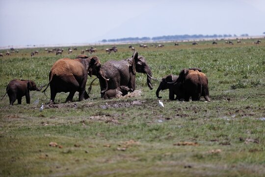 Herd of elephants walking and eating in the marsh of Amboseli National Park, Kenya