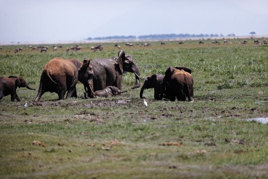 Herd of elephants walking and eating in the marsh of Amboseli National Park, Kenya