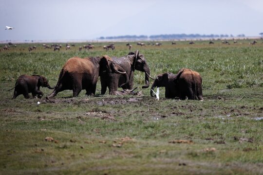 Herd of elephants walking and eating in the marsh of Amboseli National Park, Kenya