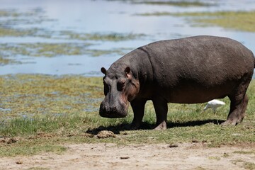 Big hippo out of water next to a lake