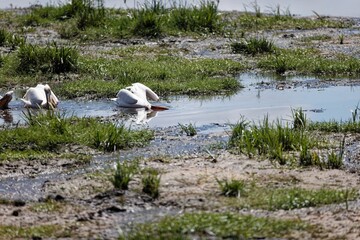 Aerial view of pelicans swimming in water