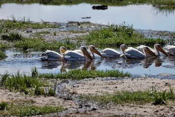 Aerial view of pelicans swimming in water