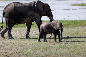 Baby elephant walking with its mom in greenery field near water