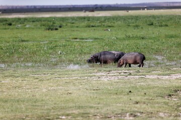 Hippos in the green marsh. Amboseli National Park, Kenya, East Africa.