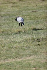Vertical shot of the secretarybird looking for snakes. Amboseli National Park, Kenya, East Africa.