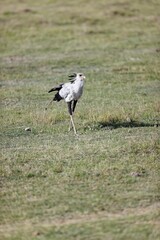 Secretarybird standing on greenery field