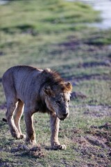 Vertical shot of a very skinny, starving male lion walking in a national park in Kenya
