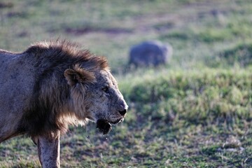 Very skinny, almost starving male lion walking in a national park in Kenya