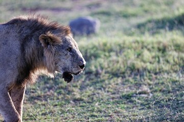 Very skinny, almost starving male lion walking in a national park in Kenya
