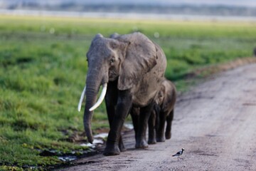 Mother and calf elephants walking in Amboseli National Park, Kenya