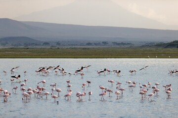 Naklejka premium Flock of flamingos in the shallow waters in Amboseli National Park, Kenya
