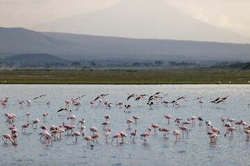Fototapeta premium Flock of flamingos in the shallow waters in Amboseli National Park, Kenya