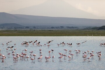 Flock of flamingos in the shallow waters in Amboseli National Park, Kenya