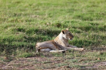 Young skinny lioness grooming itself while sitting on the grass in the Amboseli National Park, Kenya