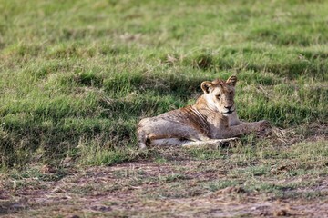 Young skinny lioness grooming itself while sitting on the grass in the Amboseli National Park, Kenya