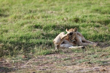 Young skinny lioness grooming itself while sitting on the grass in the Amboseli National Park, Kenya