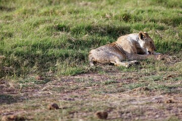 Naklejka na ściany i meble Young skinny lioness grooming itself while sitting on the grass in the Amboseli National Park, Kenya