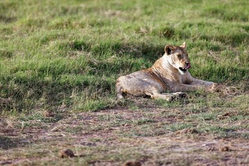 Young skinny lioness grooming itself while sitting on the grass in the Amboseli National Park, Kenya