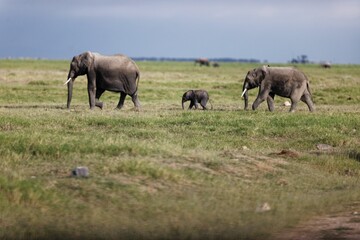 Family of elephants in Amboseli National Park Kenya