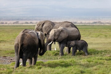 Naklejka na ściany i meble Family of elephants in Amboseli National Park Kenya