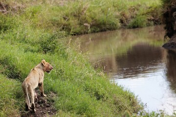A cub of Pamoja walking