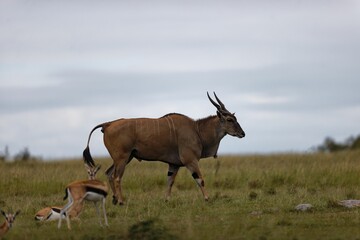 Beautiful shot of common eland (Taurotragus oryx) with its babies walking on green grass