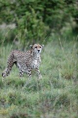 Vertical shot of an old female cheetah walking through the grass and bushes of the Masai Mara, Kenya