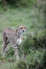 Vertical shot of an old female cheetah walking through the grass and bushes of the Masai Mara, Kenya