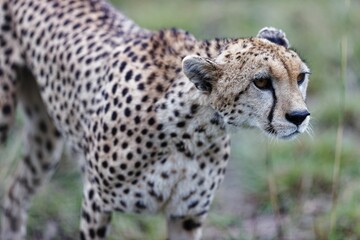 Closeup of an old female cheetah walking through the grass and bushes of the Masai Mara, Kenya