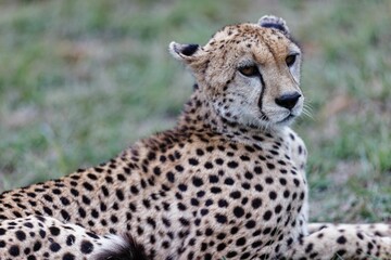 Closeup of an old female cheetah resting in the Masai Mara, Kenya
