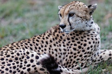 Closeup of an old female cheetah resting in the Masai Mara, Kenya