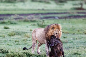 Closeup of a Male lion dragging a wart-hog kill in the Masai Mara, Kenya