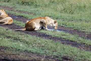 Lioness drinking from a puddle of water in the Masai Mara in Kenya