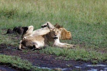 Lioness resting in the grass while a male lion is sleeping on its back in the Masai Mara in Kenya