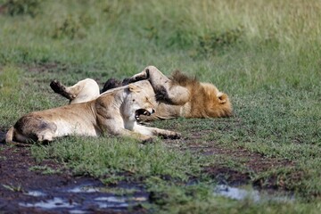 Lioness yawning while a male lion is sleeping on its back in the grass of the Masai Mara in Kenya
