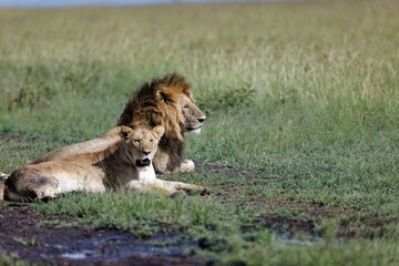 Lioness and a male lion resting in the muddy grass in Masai Mara in Kenya