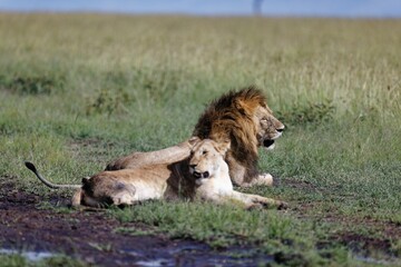 Lioness and a male lion resting in the muddy grass in Masai Mara in Kenya