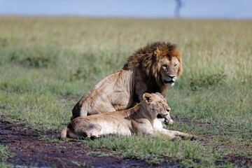 Male lion getting up after resting while a lioness is still resting in the Masai Mara in Kenya